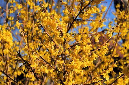 ornamental shrub, flowers, gold lilac, forsythia, yellow, bright, easter