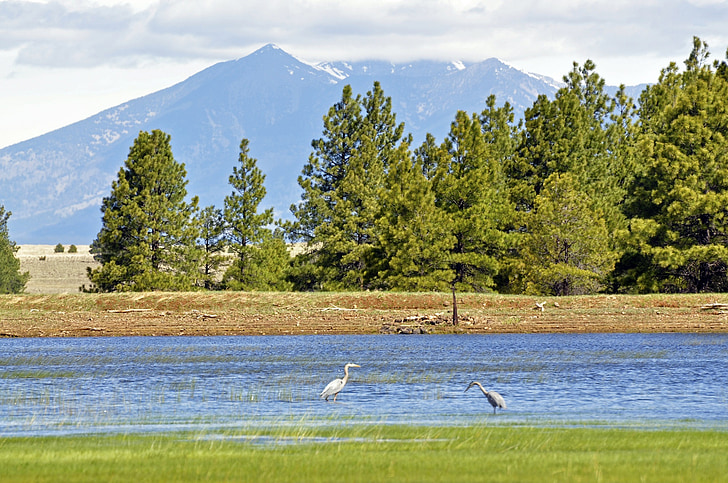 great blue herons, birds, wildlife, nature, mountains, trees, water