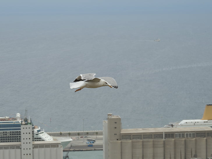 seagull, sea, flight, bird, port