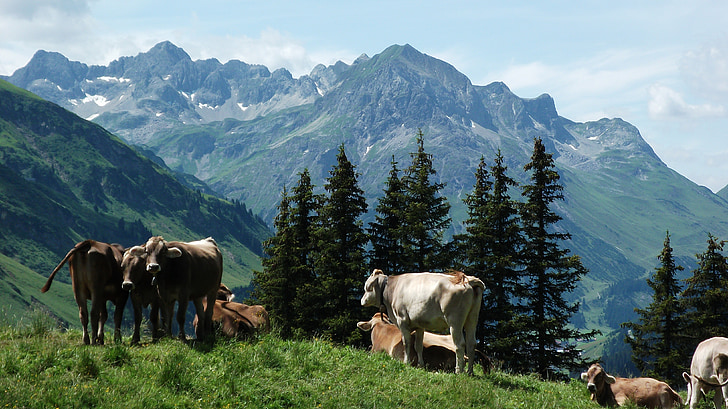 karvė, kalnai, karvių, Alm, ganyklos, kalnų pievos, melžiamos karvės