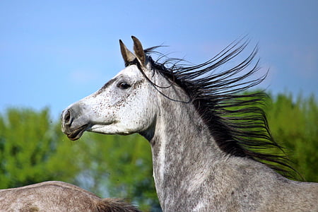 μούχλα, άλογο, καθαρόαιμο Περσικό, χαίτη, κεφάλι αλόγου, βοσκότοποι, ένα ζώο