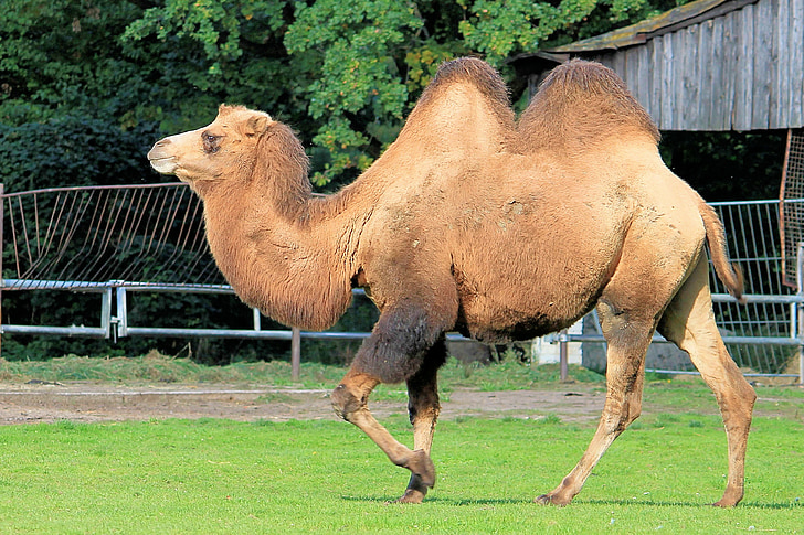 camel, paarhufer, animal, beast of burden, hump, zoo, desert