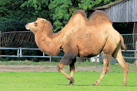 camell, paarhufer, animal, bèstia de càrrega, gepa, zoològic, desert de