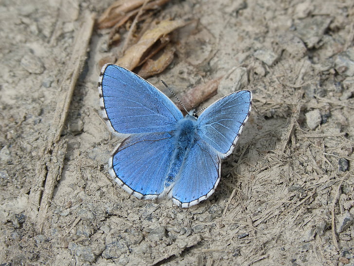 Motyl, niebieski motyl, blaveta farigola, pseudophilotes panoptes, niebieski, jedno zwierzę, szczelnie-do góry