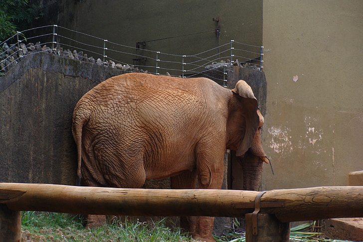 zoo, elephant, shy