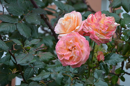 Rosa, Rosa, flor, natura, pètal, floral, planta