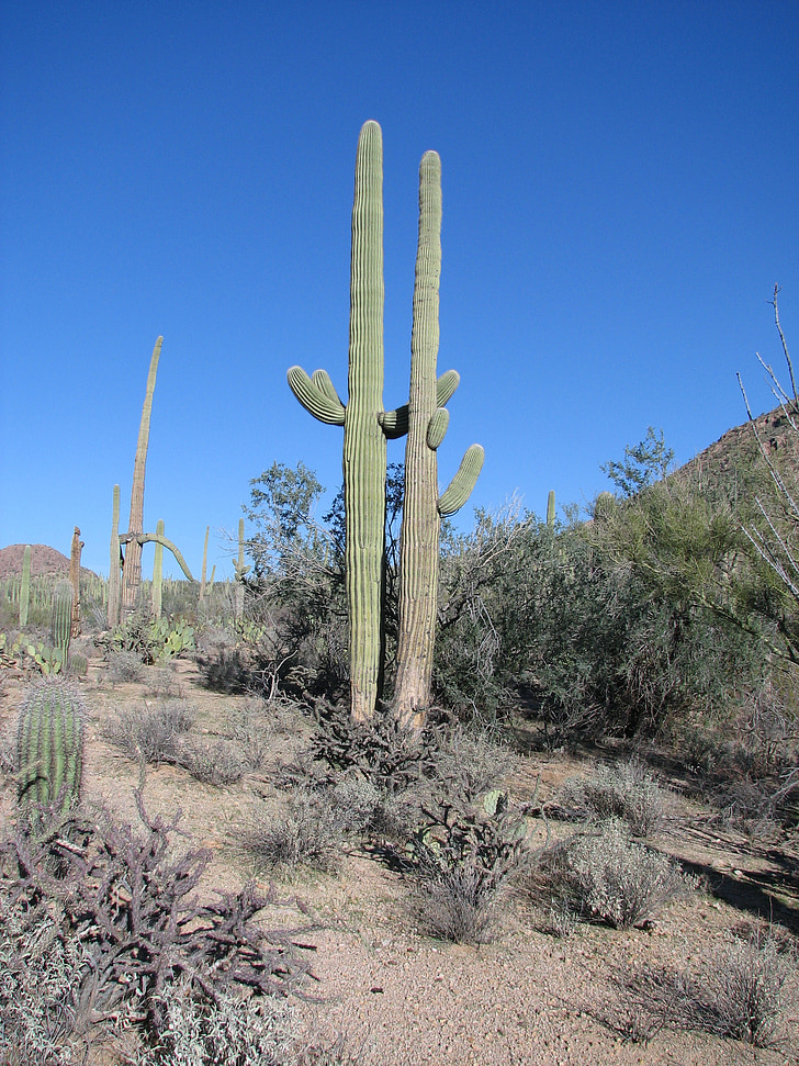 cactus, Arizona, bosc, natura, verd, planta, desert de