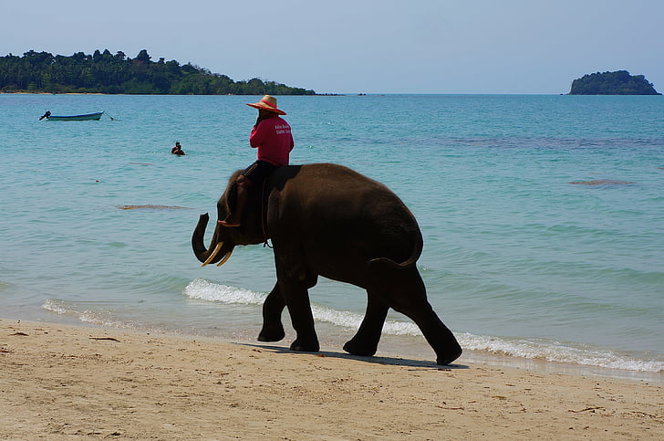 elefant, havsstranden, bada stranden, Horisont, Thailand, Seascape, solen