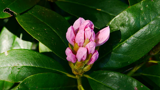rohdodendron, flor, floración, Bud, primavera