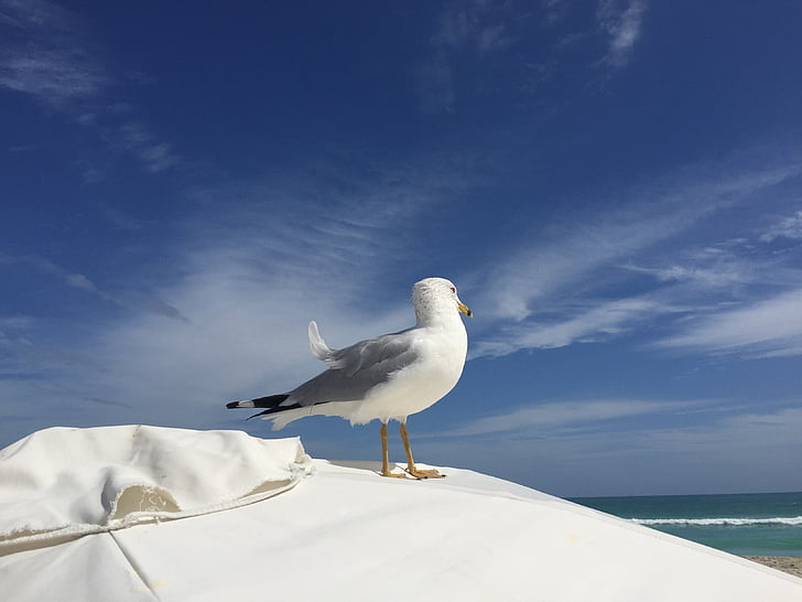 Seagull, södra stranden, Miami, solen, paraply, fågel, havet