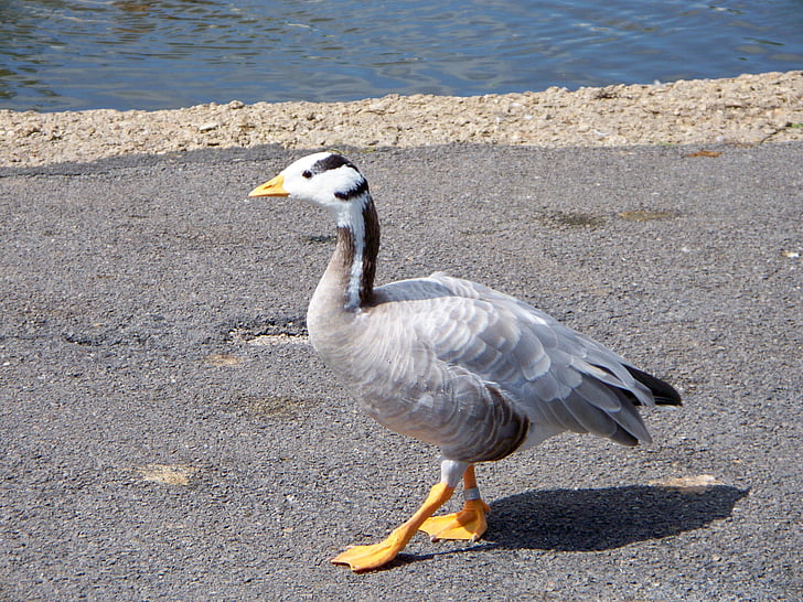 bar-headed goose, goose, anser indicus, grey-white feathers, web feet, close-up, asian goose
