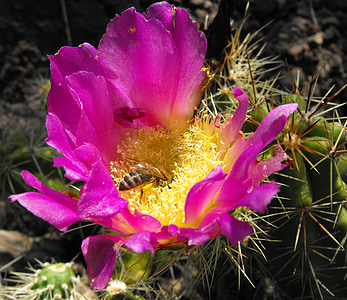 flor de cactus, pequeño, abeja, polen, néctar de, flor, floración