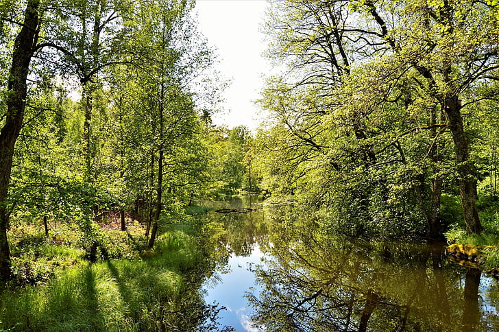 лес, a, воды, озеро, Природа, Швеция, Грин