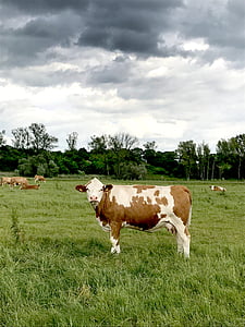 牛, 牧草地, 空, 放牧, 牛肉, 自然, 家畜