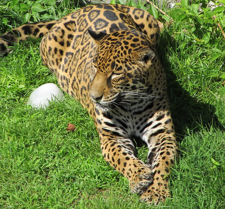 Jaguar, grande gatto, carnivoro, felino, a riposo, Ritratto, pelliccia
