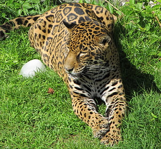 Jaguar, Veľká mačka, mäsožravec, Mačací, odpočíva, portrét, kožušiny