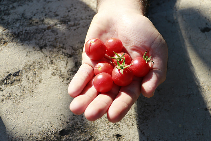 pomodoro, rosso, Villaggio, mani, natura