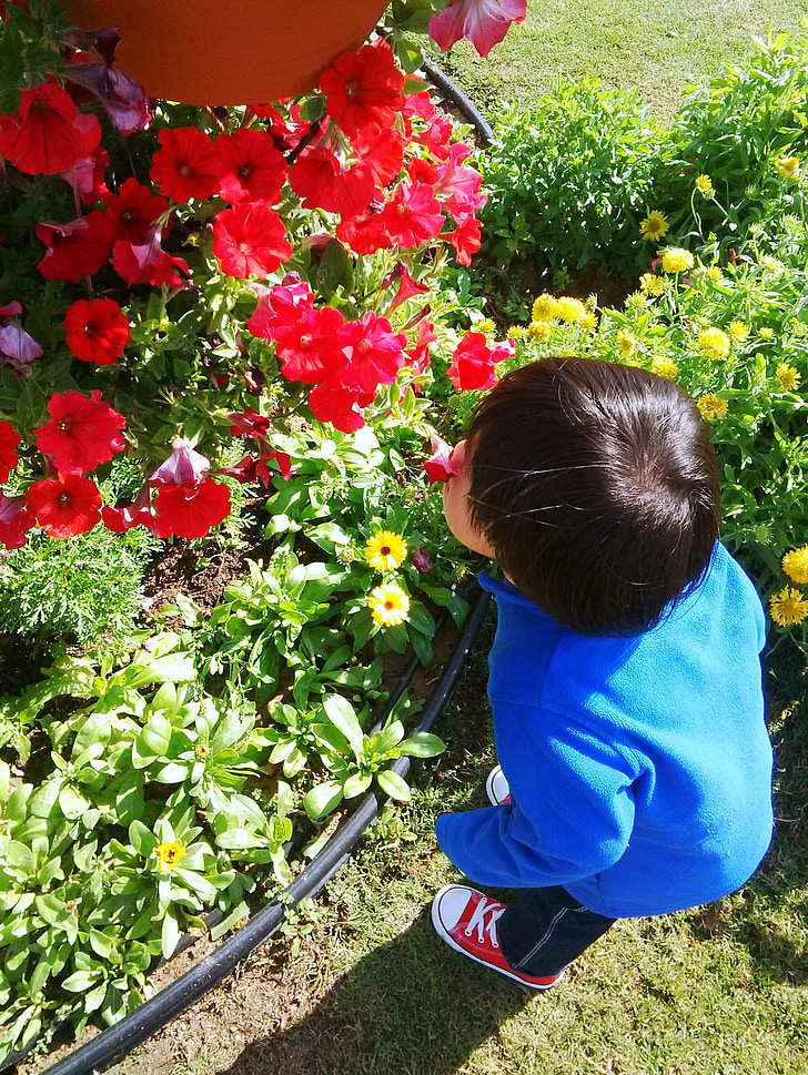 ziedi, zēns, parks, mazulis, daba, laimīgs, bērnu