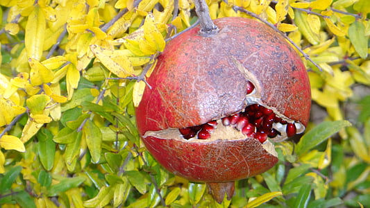 Granátová jablka, zralé, čerstvé, ovoce, červená