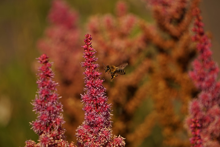 tawon, lebah, penerbangan, terbang, Tutup, makro, mengumpulkan nektar