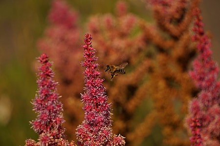 Wasp, Bee, vlucht, vliegen, sluiten, macro, verzamelen van nectar