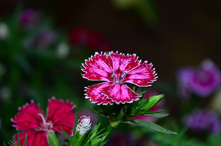 Dianthus, flor, flor, -de-rosa, roxo