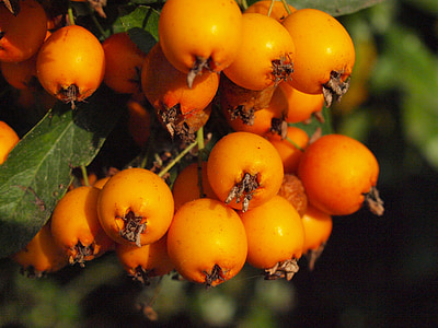 Haw, buah, buah-buahan, Berry, dekat Sorbus, Orange, dekat Sorbus aria