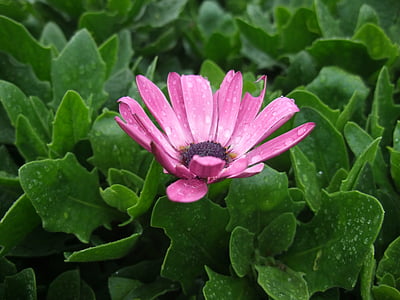 Margarida de color porpra, flor, Rosa, natura, floral, jardí