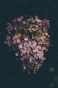 лилаво, кафяв, цвете, листенца, тъмно, растителна, природата