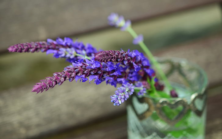 sage, lavender, herbs, purple, blossom, bloom, plant