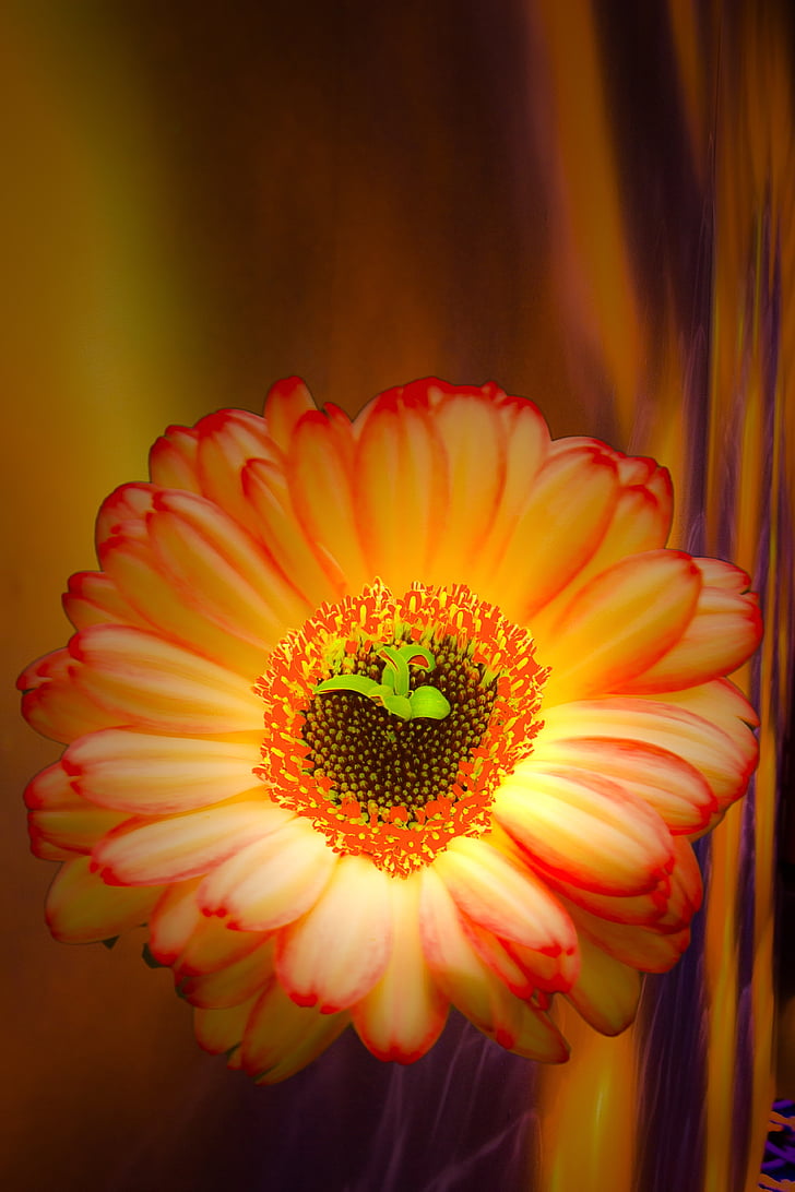 Gerbera, bunga, kreatif, bunga, kelopak bunga, Orange