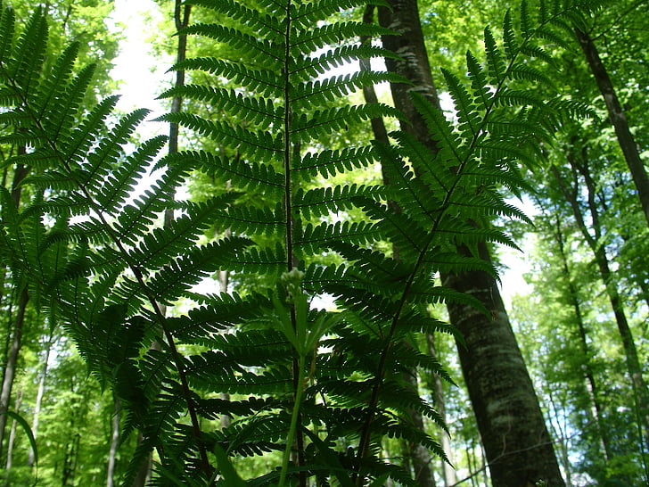 fern, forest, forest plant, nature, plant, green, leaves