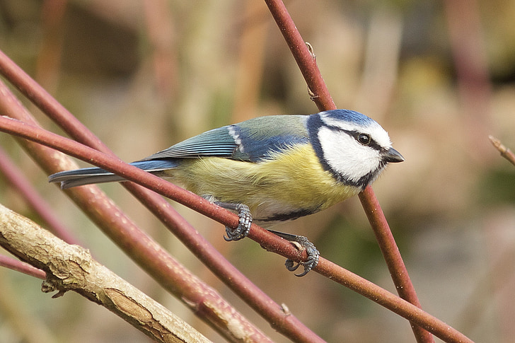 μπλε tit, πουλί, φύση, ζώο, Όμορφο, φωτογραφία άγριας φύσης