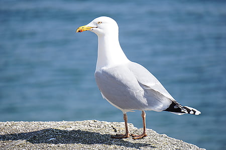 hewan, hewan fotografi, burung, Close-up, Gull, makro, Seagull