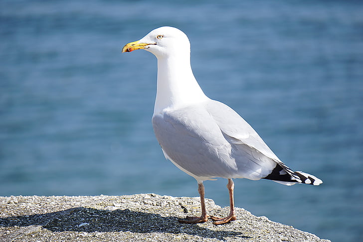 animals, bird, seagull, rock, water, sea, deep