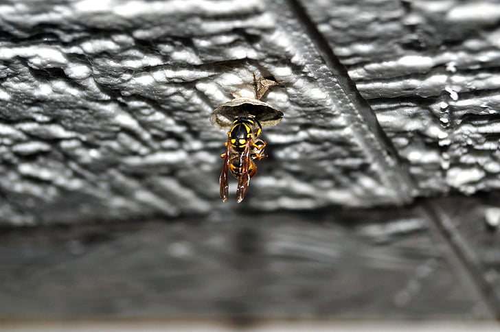 Wasp koningin, Koningin, Wasp, nesten van gebouw, natuur, Wasp type, insect