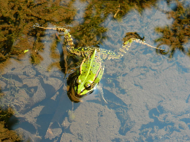 frosk, Frog pond, amfibier