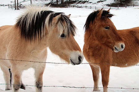 hester indiske ponnier, venner, ponni, hest, indisk, brun, mane