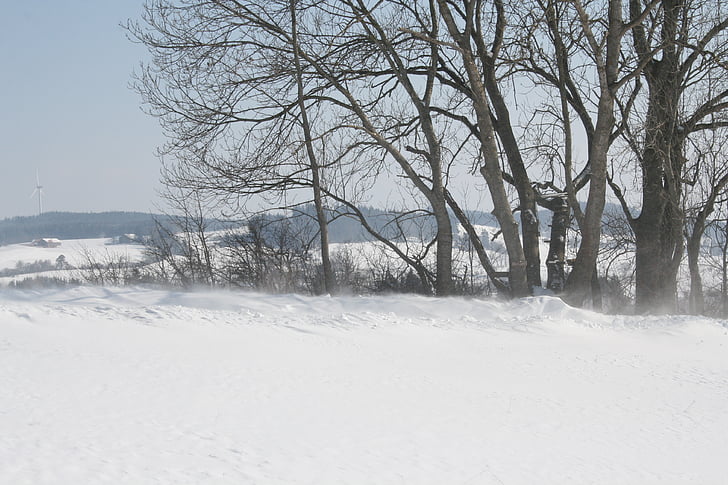 winter, tree, landscape, white, snow