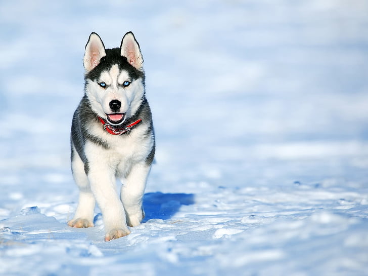 perro, Husky, amigo, animales de compañía, animales domésticos, nieve, temperatura fría