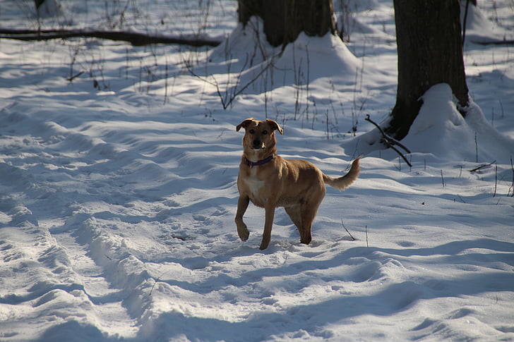 cão, animal, animal de estimação, corrida, neve, cão pequeno, mamífero