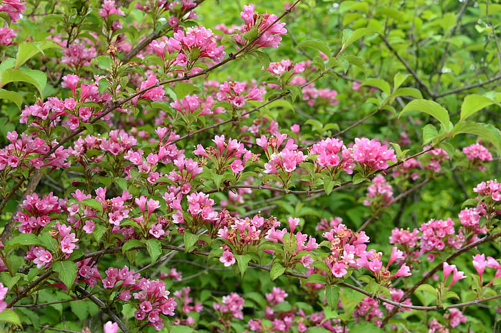 flowers and plants, flowering, plant, peach red, green dense, spring, twigs