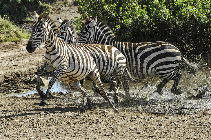 Zebra, kör, Savannah, vatten hål, vilda, däggdjur, Stripes