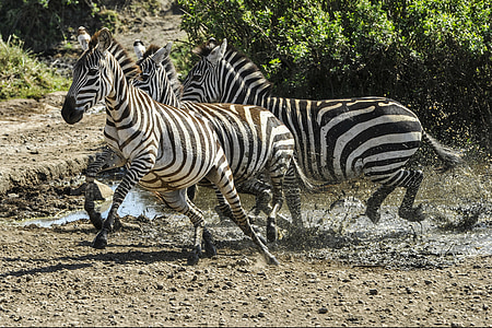 zebra, running, savannah, water hole, wild, mammal, stripes