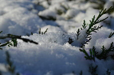 winter, sneeuw, Bush, groen