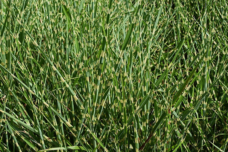 punktchen grass, spotted, variegated, grass, ornamental, plant, nature