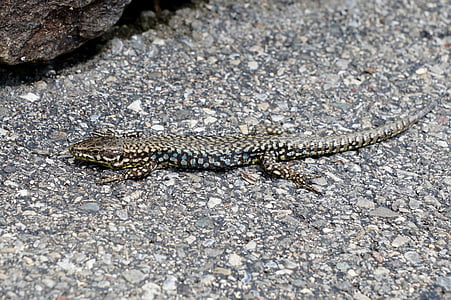 lizard, lizards, animals, camouflage, sun, spotted, disguised