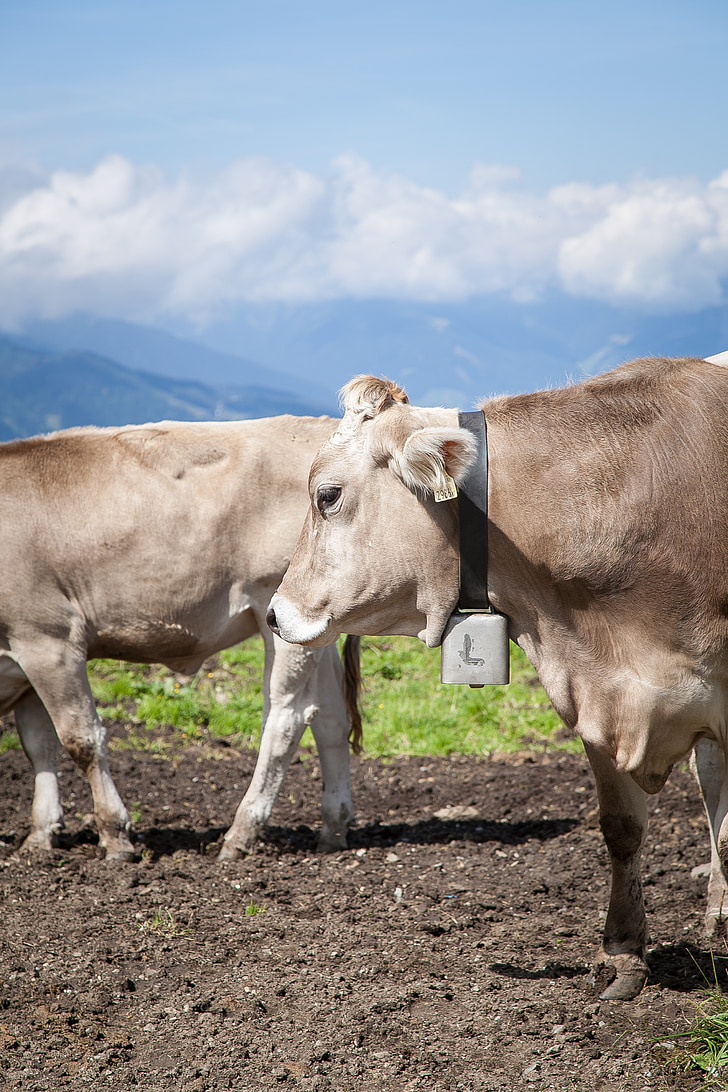 Cow, utanför, Österrike, Tyrolen, äng, nötkött, naturen