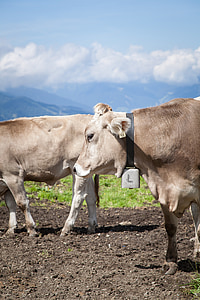vache, hors, Autriche, Tyrol, Meadow, viande bovine, nature