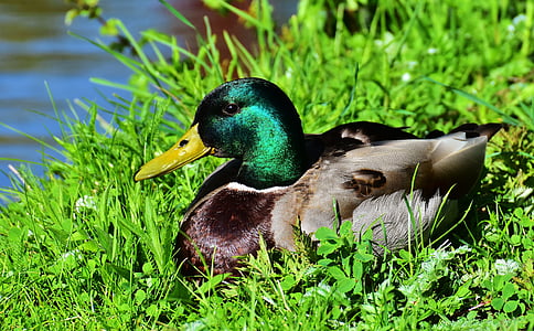 duck, mallard, meadow, rest, drake, water bird, duck bird